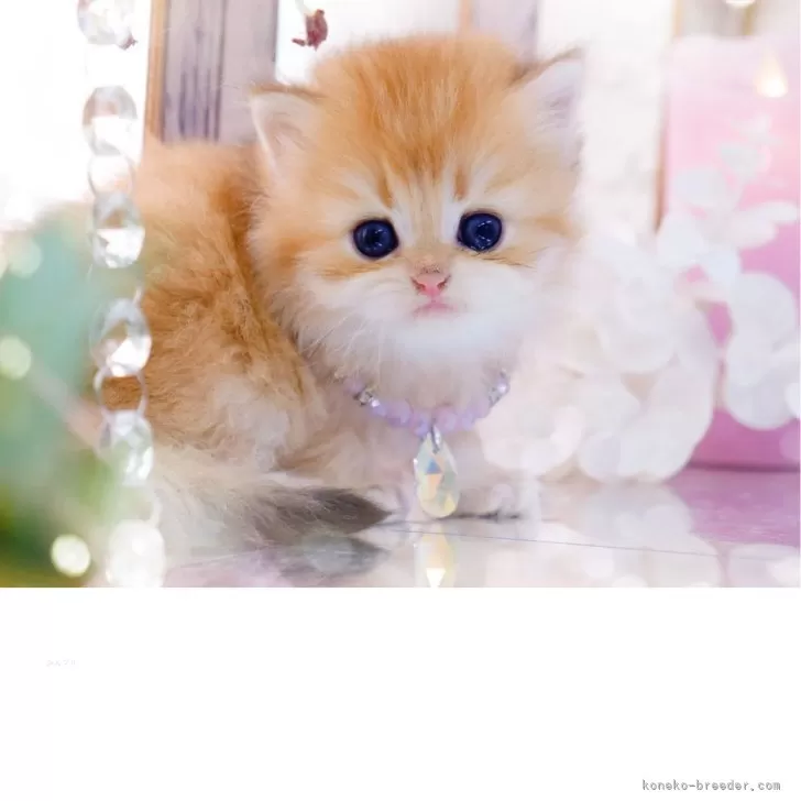 ブリティッシュロングヘア【岐阜県・女の子・2025年11月13日・シェーデッドゴールデン(ゴールド)】の写真1「キラキラ大きな瞳のプリンセス👸✨」