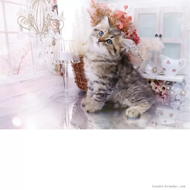 ID:2507-03370の子猫