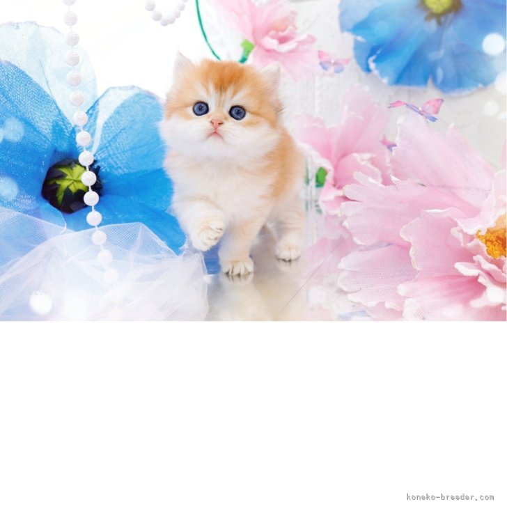 ブリーダー画像