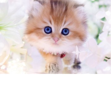 ブリティッシュロングヘア【岐阜県・女の子・2025年9月19日・シェーデッドゴールデン(ゴールド)（ロングヘア）】の写真「モッフモフ✨ゴージャス」