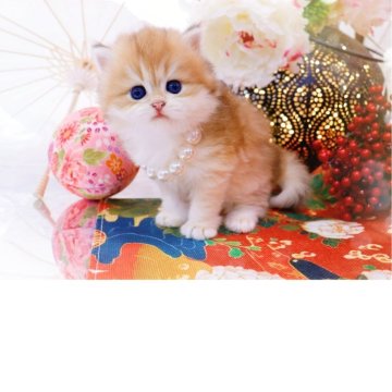 ブリティッシュロングヘア【岐阜県・女の子・2025年11月10日・シェーデッドゴールデン(ゴールド)（ロングヘア）】の写真「ふわふわテディベア🧸」