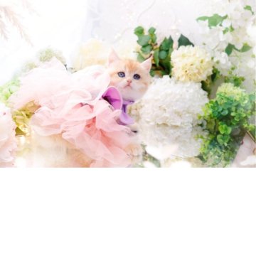 ブリティッシュショートヘア【岐阜県・女の子・2025年9月10日・シェーデッドゴールデン(ゴールド)】の写真「甘々の甘えんぼ((*,,•ω(ω<,,*))♥︎」