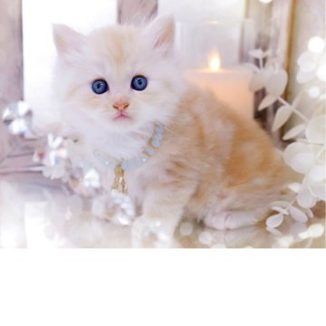 ラガマフィン【岐阜県・男の子・2025年10月23日・レッドマッカレルタビー】の写真「優しく甘えんぼさん」