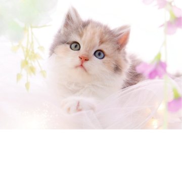 ラガマフィン【岐阜県・女の子・2025年7月28日・ダイリュートキャリコ】の写真「オッドアイ✨」