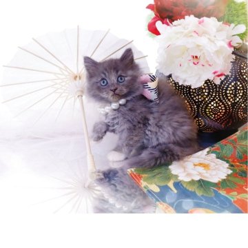 ラガマフィン【岐阜県・女の子・2025年10月23日・ブルーマッカレルタビー】の写真「スモーキーブルーが、カッコイイ✨」