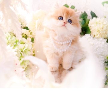 ブリティッシュロングヘア【岐阜県・女の子・2025年9月10日・シェーデッドゴールデン(ゴールド)（ロングヘア）】の写真「モッフモフのテディベア🧸」