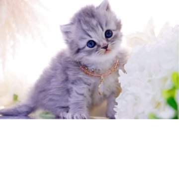 ラガマフィン【岐阜県・女の子・2025年10月12日・シルバーマッカレルタビー】の写真「心惹かれる美しい瞳💎✨」