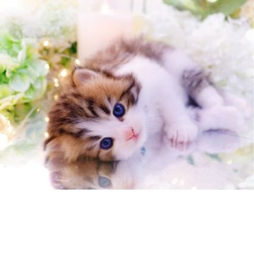 ラガマフィン【岐阜県・男の子・2025年10月10日・ブラウンマッカレルタビー&ホワイト】の写真「大きな瞳と、美しいお顔に心惹かれます✨」