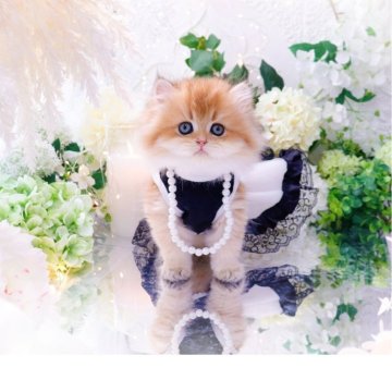 ブリティッシュロングヘア【岐阜県・男の子・2025年9月10日・シェーデッドゴールデン(ゴールド)（ロングヘア）】の写真「スリスリ甘えんぼ((*,,•ω(ω<,,*))♥︎」