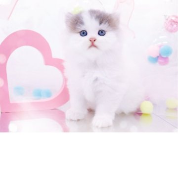 ラガマフィン【岐阜県・女の子・2025年8月7日・ブルーマッカレルタビー&ホワイト】の写真「モフモフ綿菓子💭」
