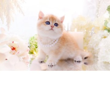 ブリティッシュショートヘア【岐阜県・男の子・2025年9月10日・シェーデッドゴールデン(ゴールド)】の写真「いつもそばに来てくれる💕甘々の甘えんぼ」