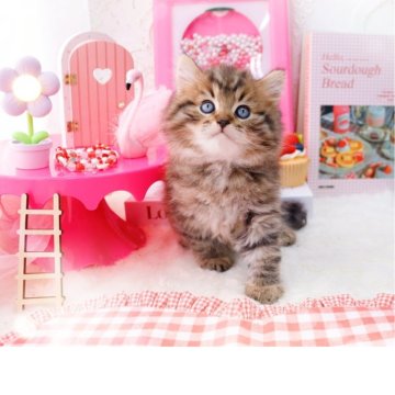 ラガマフィン【岐阜県・男の子・2025年10月10日・ブラウンマッカレルタビー】の写真「シックで上品な毛色」