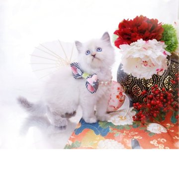 ラガマフィン【岐阜県・女の子・2025年10月23日・ライラック】の写真「神秘的なカラー」