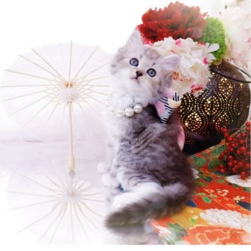 ラガマフィン【岐阜県・女の子・2025年10月23日・シルバーマッカレルタビー】の写真「ビー玉瞳の美人さん」