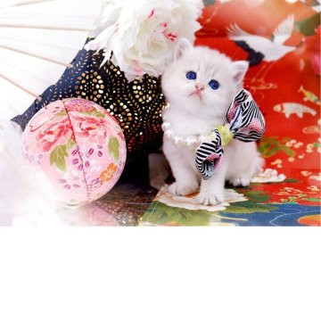 ブリティッシュショートヘア【岐阜県・女の子・2025年11月10日・ブルーゴールデン(ゴールド)（ショートヘア）】の写真「うっとりする美しいお顔(ღ*ˇ ˇ*)｡o♡」