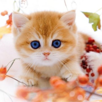 ブリティッシュショートヘア【岐阜県・男の子・2025年8月5日・チンチラゴールデン(ゴールド)（ショートヘア）】の写真「大きなアップルヘッド🍎天使の可愛さ」
