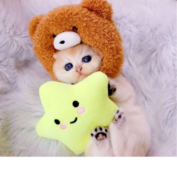 ブリティッシュショートヘア【岐阜県・女の子・2025年10月19日・シェーデッドゴールデン(ゴールド)（ショートヘア）】の写真「タレ目なくまちゃん🐻」