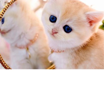 ブリティッシュショートヘア【岐阜県・女の子・2025年10月19日・シェーデッドゴールデン(ゴールド)（ショートヘア）】の写真「タレ目なくまちゃん🐻」