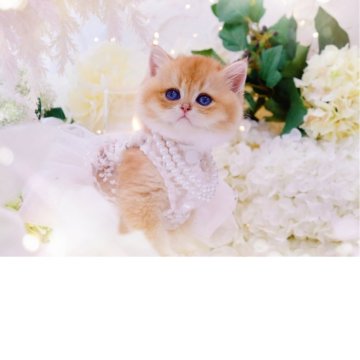 ブリティッシュショートヘア【岐阜県・女の子・2025年9月10日・シェーデッドゴールデン(ゴールド)】の写真「動きもオチャメ愛嬌ある🧸愛されくまちゃん」