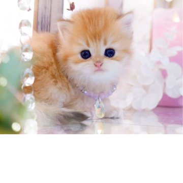 ブリティッシュロングヘア【岐阜県・女の子・2025年11月13日・シェーデッドゴールデン(ゴールド)（ロングヘア）】の写真「可憐で美しい❁⃘*.ﾟ」