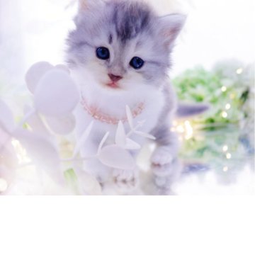 ラガマフィン【岐阜県・女の子・2025年10月1日・シルバーパッチドタビー&ホワイト】の写真「凛とした美しさ✨」