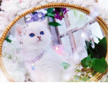 ブリティッシュショートヘア【岐阜県・女の子・2025年10月20日・シェルシェーデッドシルバー(シルバー)（ショートヘア）】の写真「魅了される瞳💎」