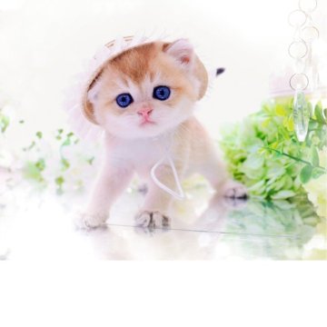 ブリティッシュショートヘア【岐阜県・男の子・2025年4月12日・シェーデッドゴールデン(ゴールド)】の写真「なでるとフミフミ🐾甘えんぼちゃん🧸」