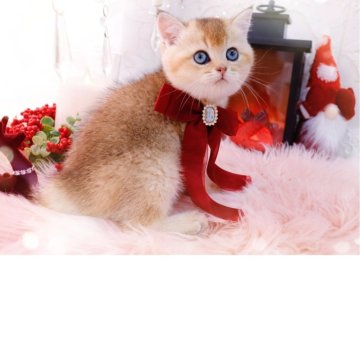 ブリティッシュショートヘア【岐阜県・女の子・2025年9月19日・ブラックゴールデン(ゴールド)】の写真「🍎アップルヘッドのクマちゃん」