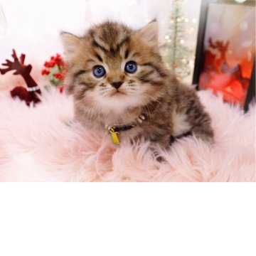 ラガマフィン【岐阜県・男の子・2025年10月10日・ブラウンマッカレルタビー】の写真「シックで上品な毛色」