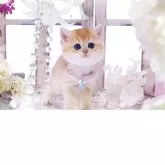 ブリティッシュショートヘア