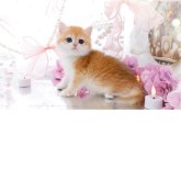 ブリティッシュショートヘア