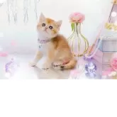 ブリティッシュショートヘア