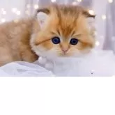 ブリティッシュロングヘア