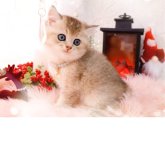 ブリティッシュショートヘア