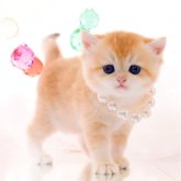ブリティッシュショートヘア
