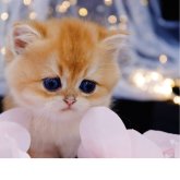 ブリティッシュショートヘア