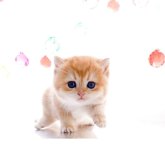 ブリティッシュショートヘア