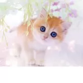 ブリティッシュショートヘア