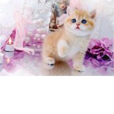 ブリティッシュショートヘア