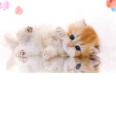 ブリティッシュロングヘア