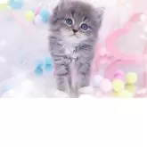 ラガマフィン