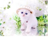 ブリティッシュショートヘア