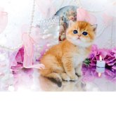 ブリティッシュショートヘア