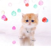 ブリティッシュショートヘア