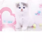 ラガマフィン