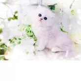 ブリティッシュロングヘア【岐阜県・男の子・2025年3月26日・シェルシルバーシェーデッド(シルバー)】の写真1「❥ー(♡ω♡ )ー➤ｽﾞｷｭﾝ!!心奪われる可愛さ💕✨」