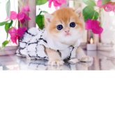 ブリティッシュショートヘア