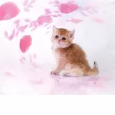 ブリティッシュショートヘア