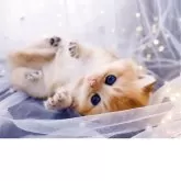 ブリティッシュショートヘア