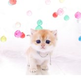 ブリティッシュショートヘア
